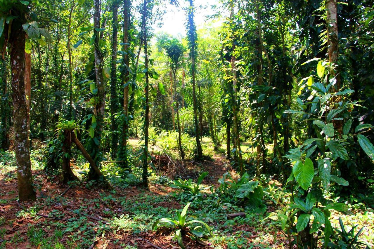 Sitio Das Bromelias Cachoeira Do Tombador Ubatuba Buitenkant foto