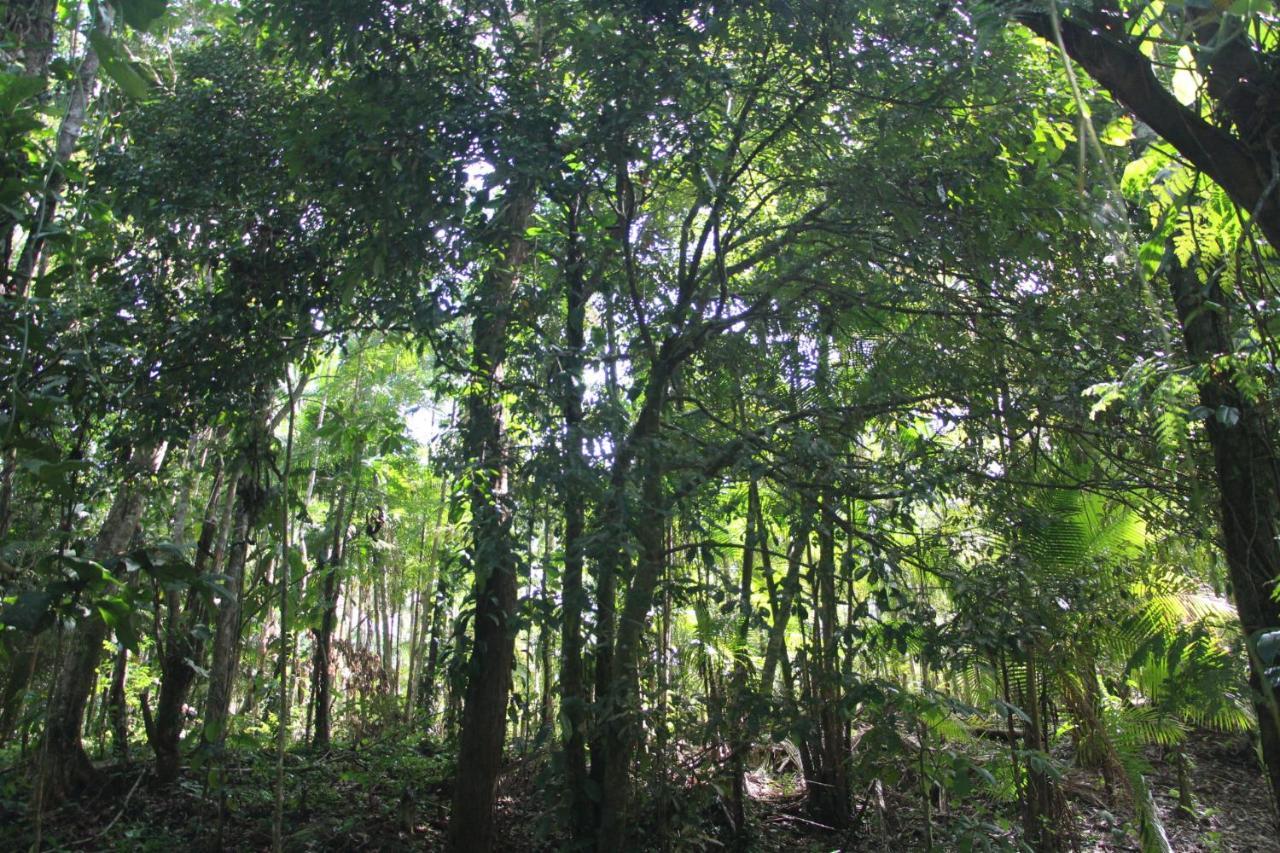 Sitio Das Bromelias Cachoeira Do Tombador Ubatuba Buitenkant foto