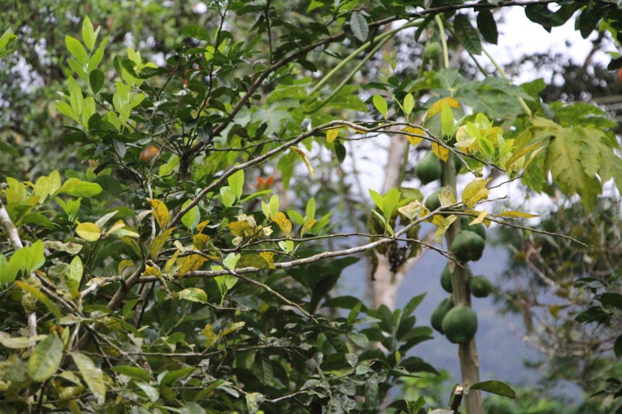 Sitio Das Bromelias Cachoeira Do Tombador Ubatuba Buitenkant foto